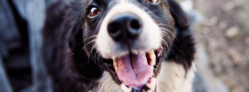 black and white border collie with mouth open, looking up